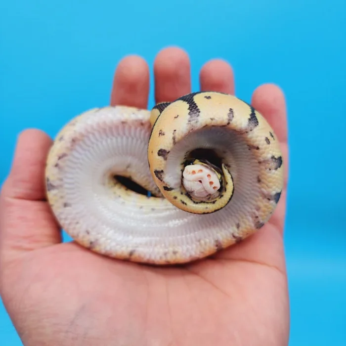 Female Super Pastel Het Puzzle Possible Het Clown Ball Python