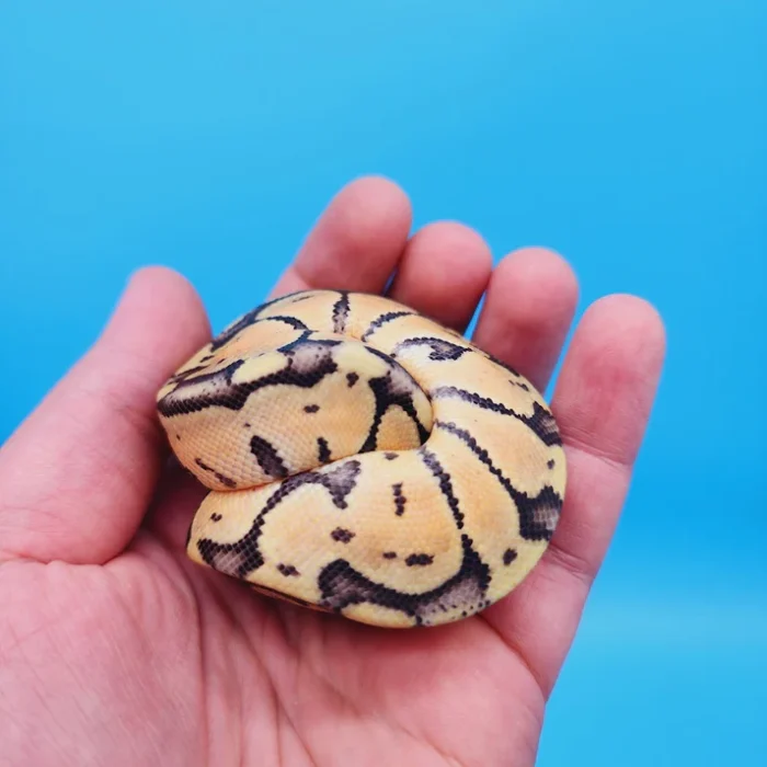 Female Super Pastel Het Puzzle Possible Het Clown Ball Python