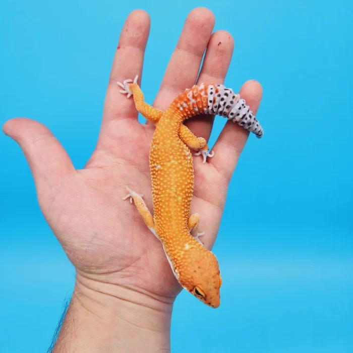 Ink Spot OG Tangerine Leopard Gecko Adult (#32323-06)