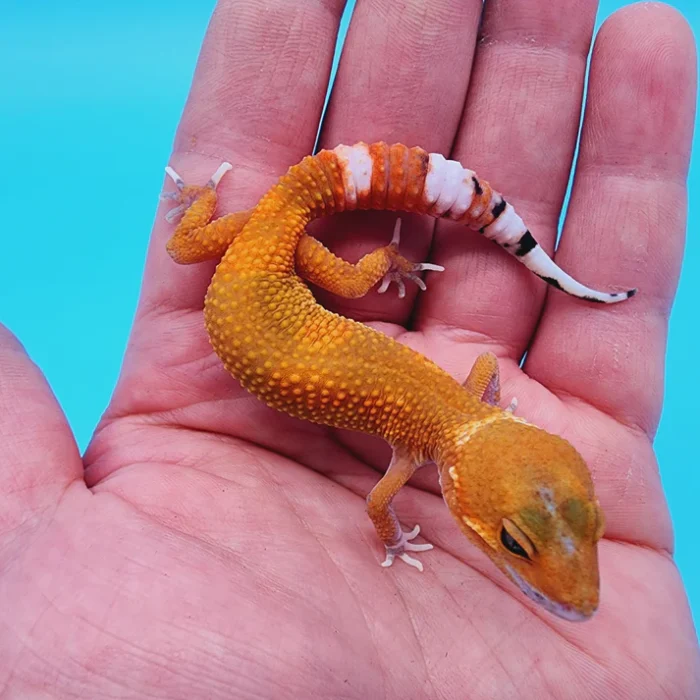 Hypo Het. Eclipse Leopard Gecko Adult