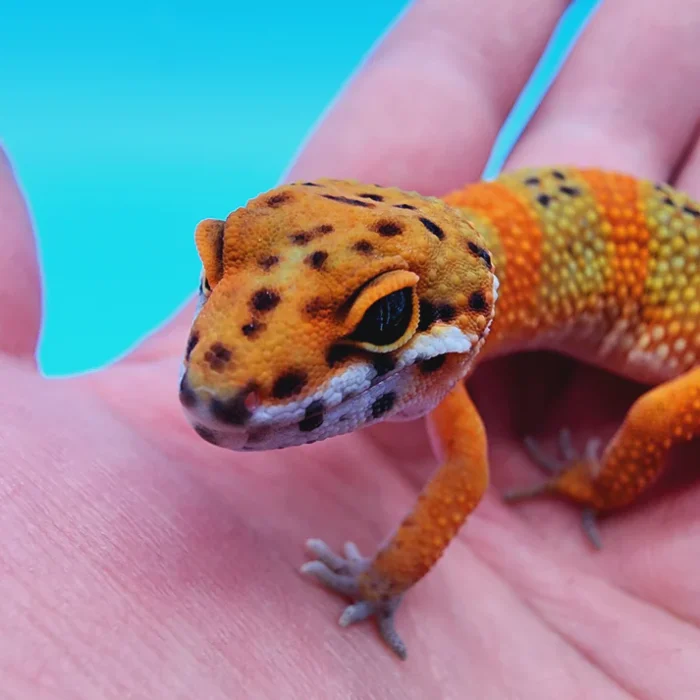 OG Tangerine Het Tremper Leopard Gecko Adult