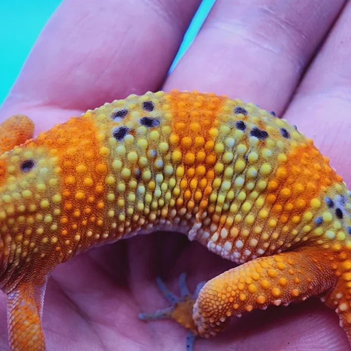 OG Tangerine Het Tremper Leopard Gecko Adult