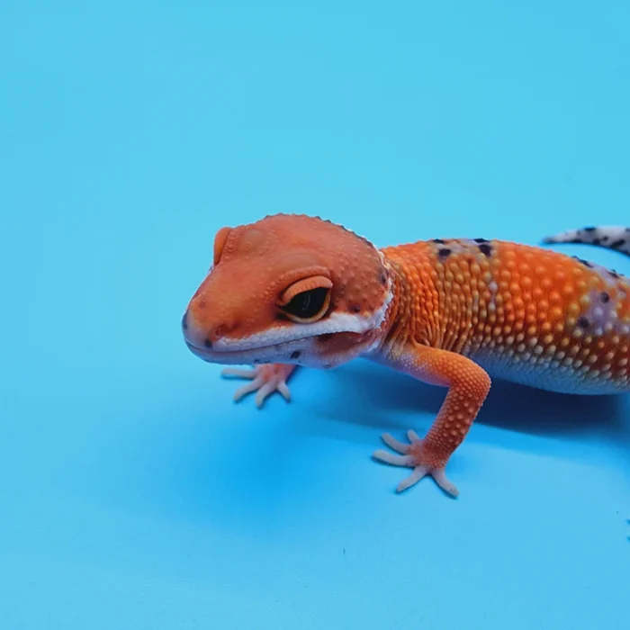 FIRE Mandarin Inferno 100% Het Tremper Albino *MUCH nicer in person!*