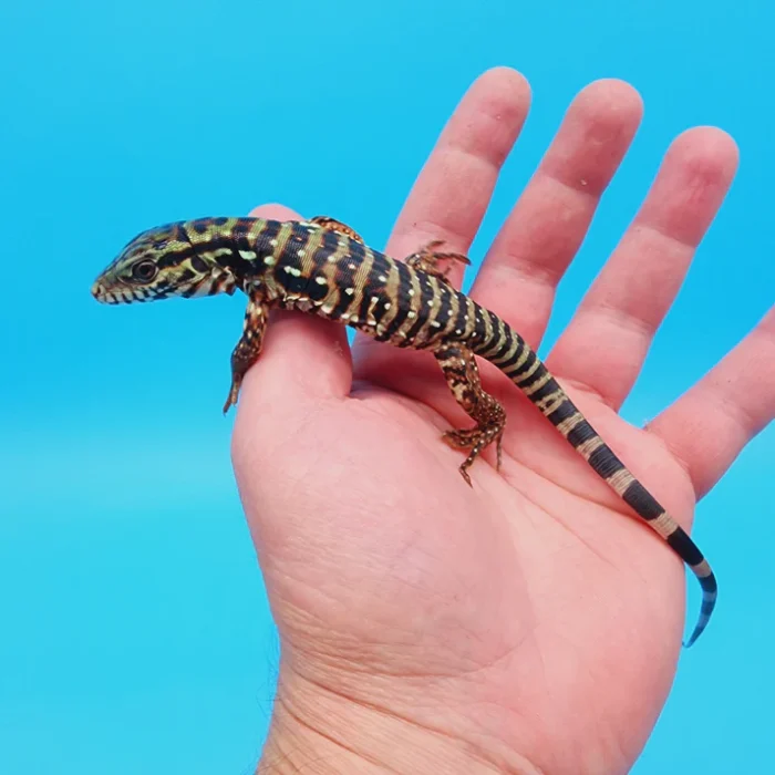 2024 Baby High White Red Tegu