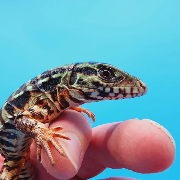 2024 Baby High White Red Tegu