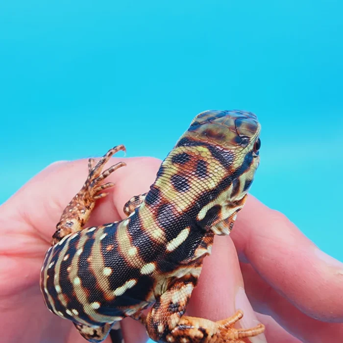 2024 Baby High White Red Tegu