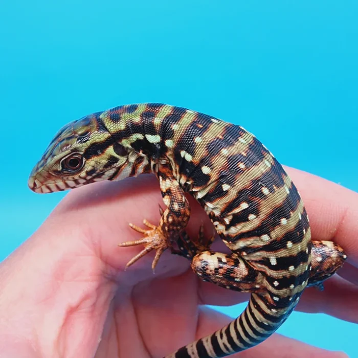 2024 Baby High White Red Tegu