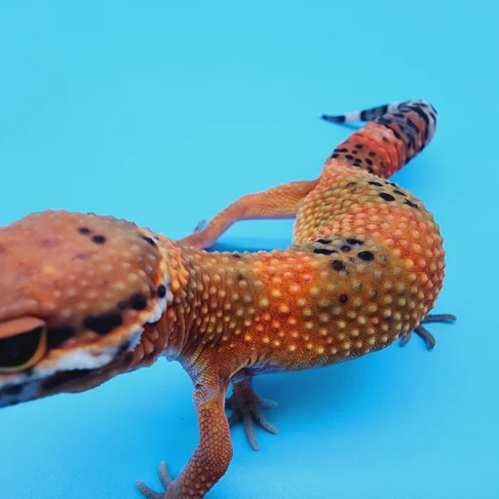 High White Mandarin Inferno Tremper Albino