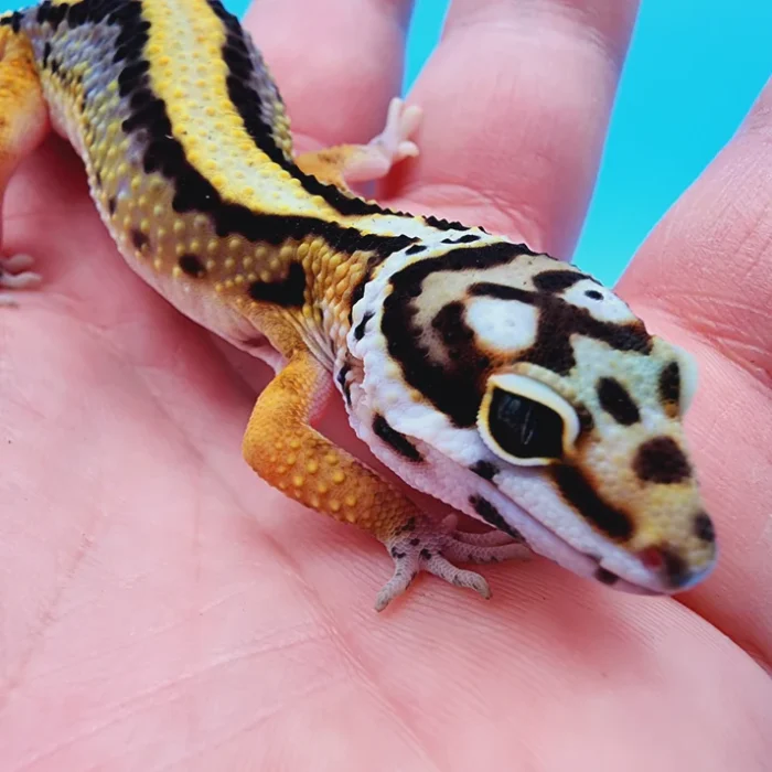 TBS Halloween Mask Bandit 100% Het Tremper Albino possible W&Y *super cool head-stamp!*