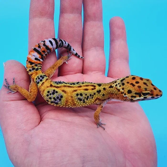 Emerine Leopard Gecko Adult