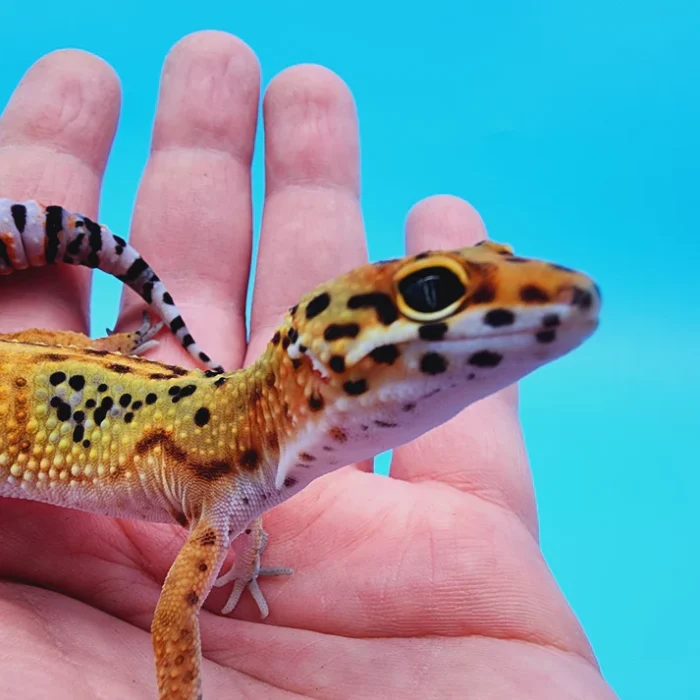 Emerine Leopard Gecko Adult