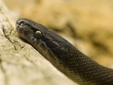 African house snakes