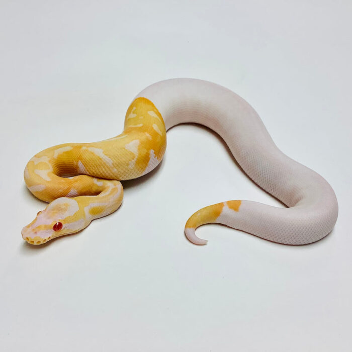 Albino Pied Ball Python