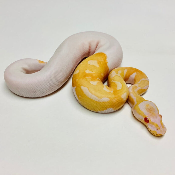 Albino Pied Ball Python