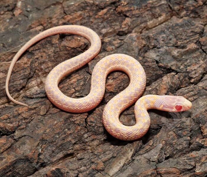 Albino garter snakes