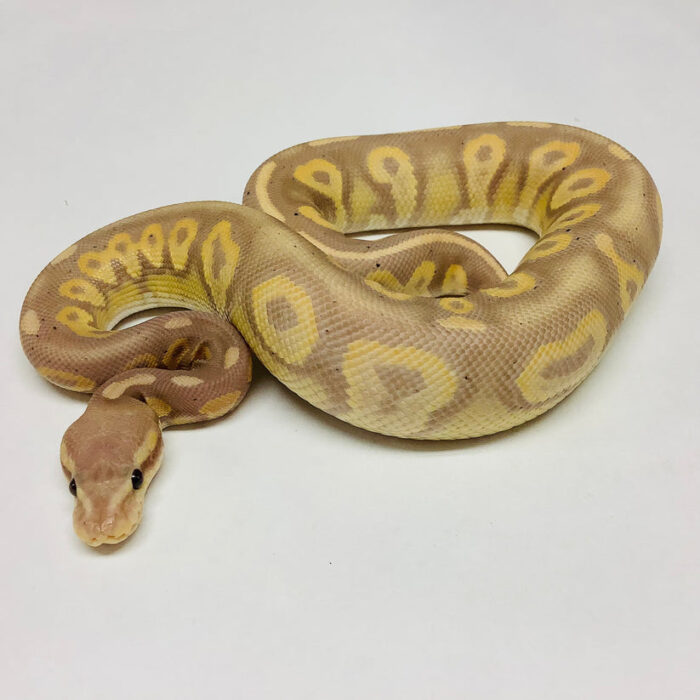 Ball Python