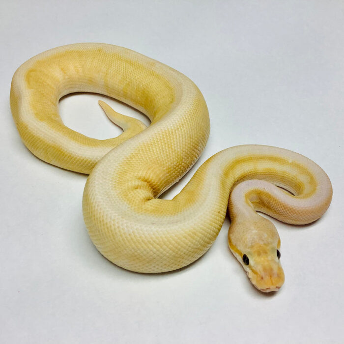 Ball Python