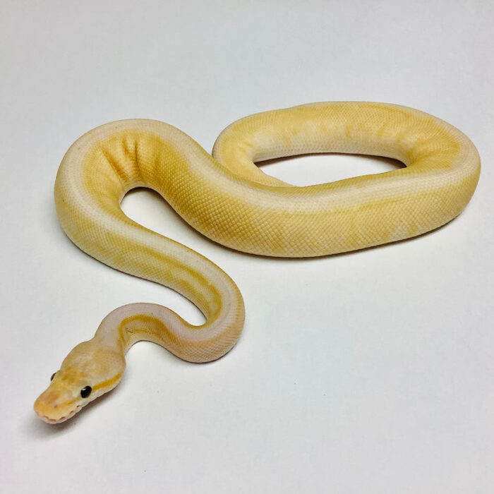 Ball Python