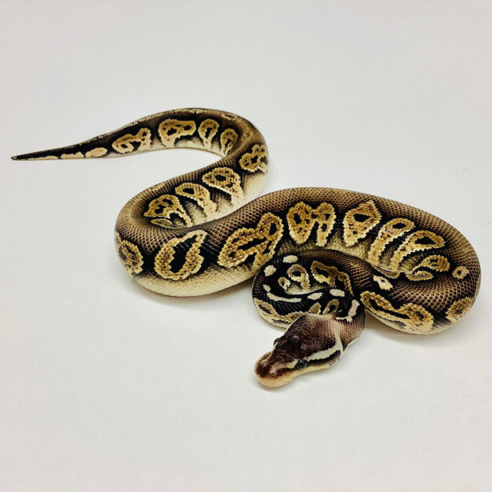 Black Ball Python