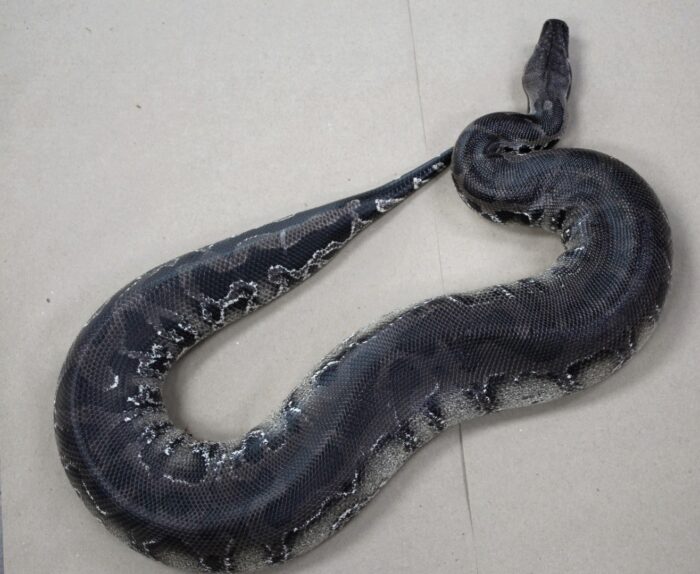 Black Blood Python