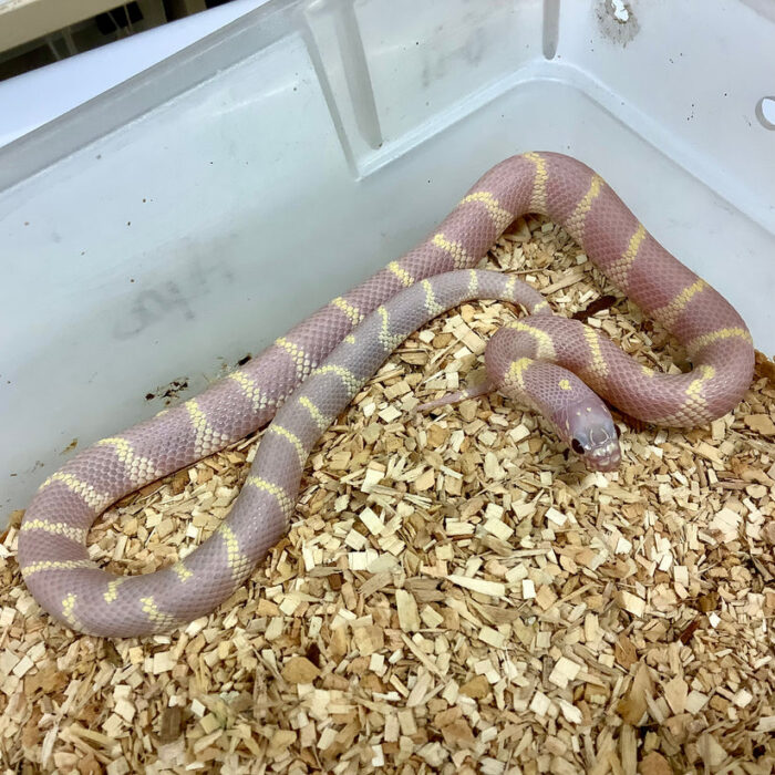 California Kingsnake