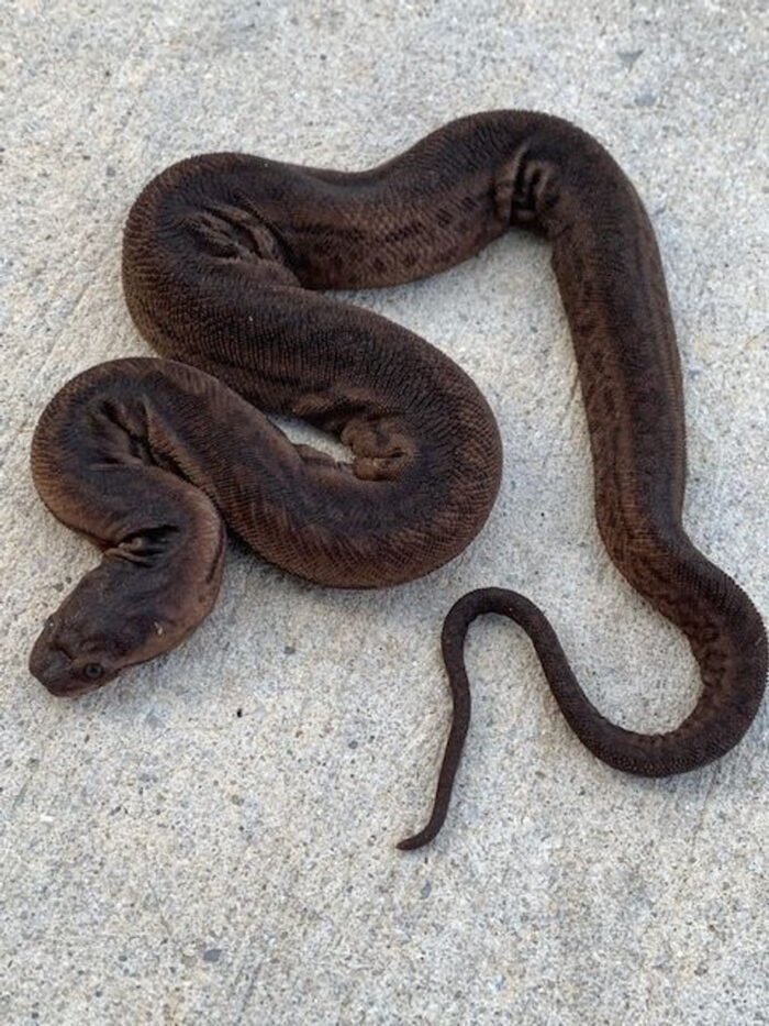 Elephant trunk snake