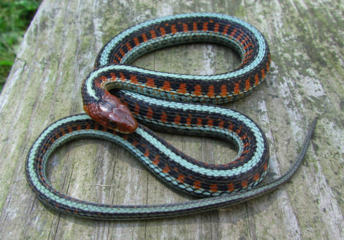 Garter Snakes