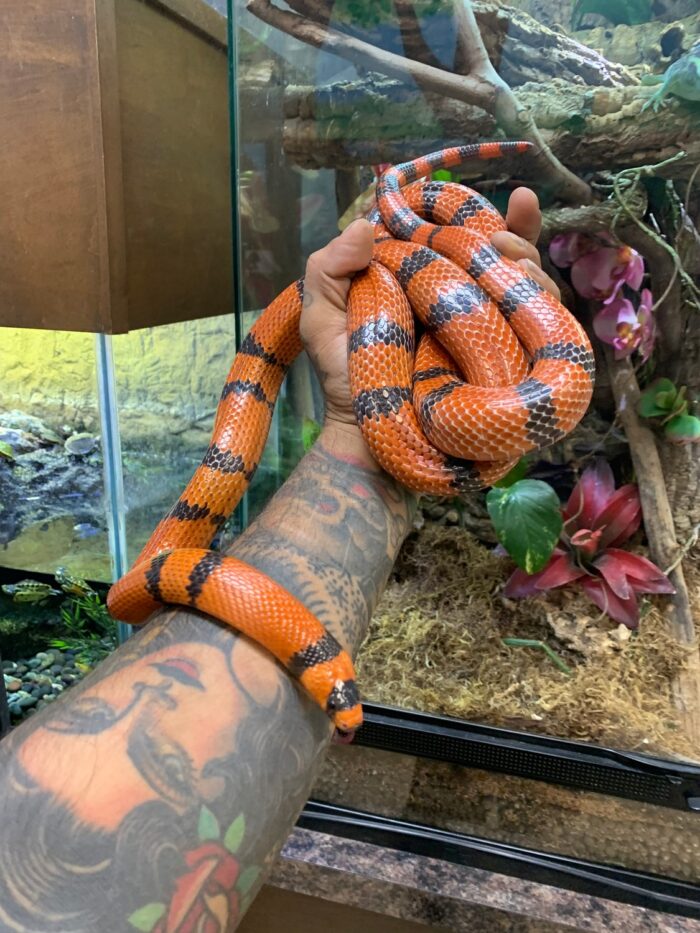 Honduran Milk Snake