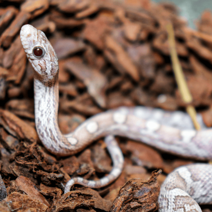 Lavender Corn Snakes