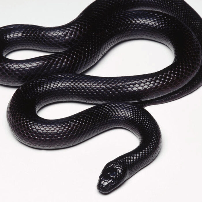 Mexican black king snakes