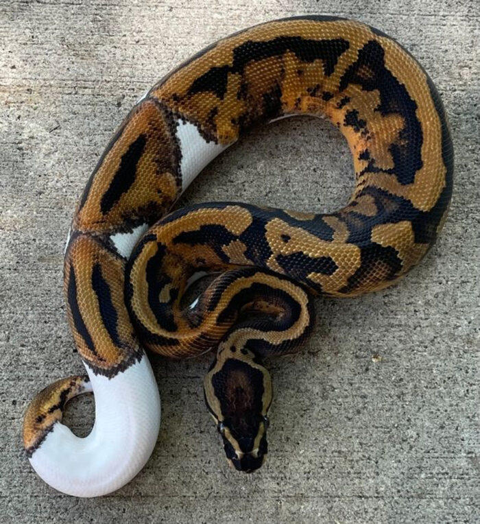 Piebald Ball Python