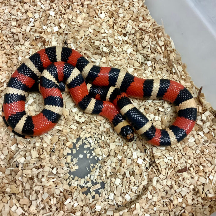 Pueblan Milk Snake