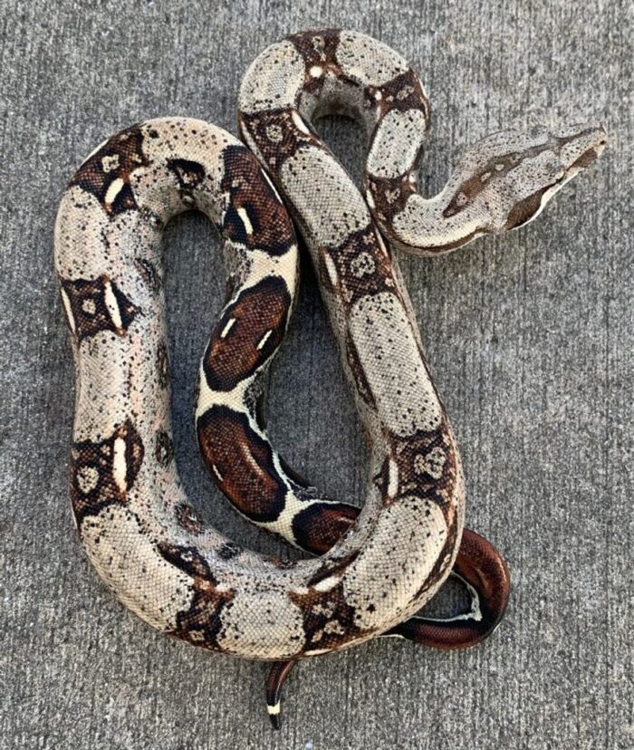 Red Tail Boa