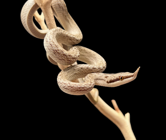 Rhinoceros rat snake