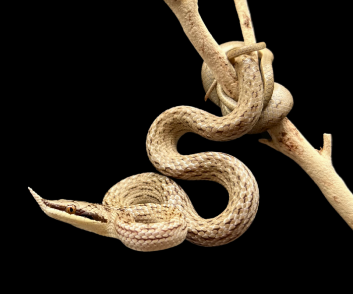 Rhinoceros rat snake