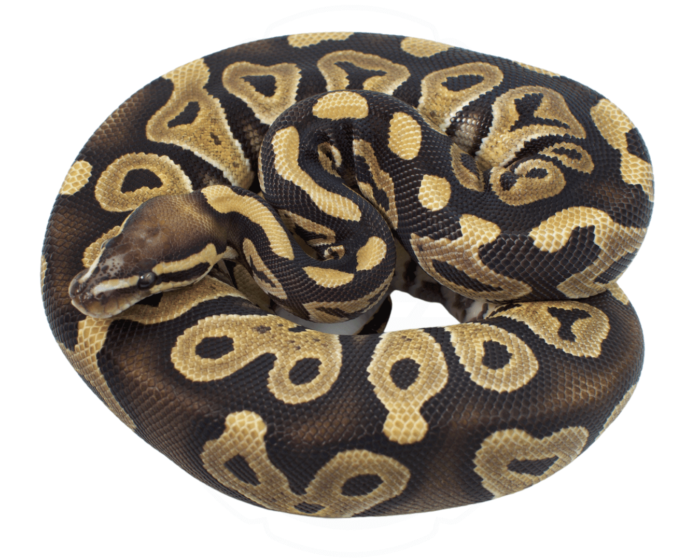 Scaleless Ball Python