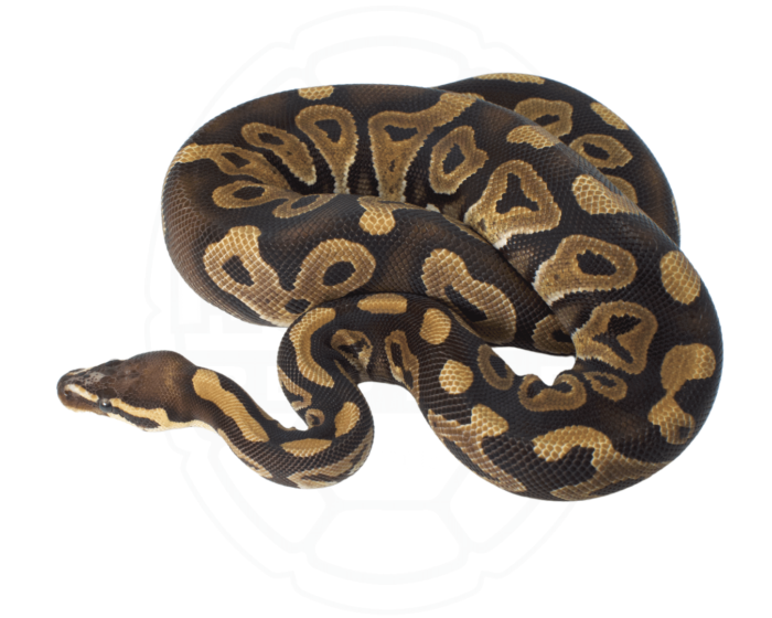 Scaleless Ball Python