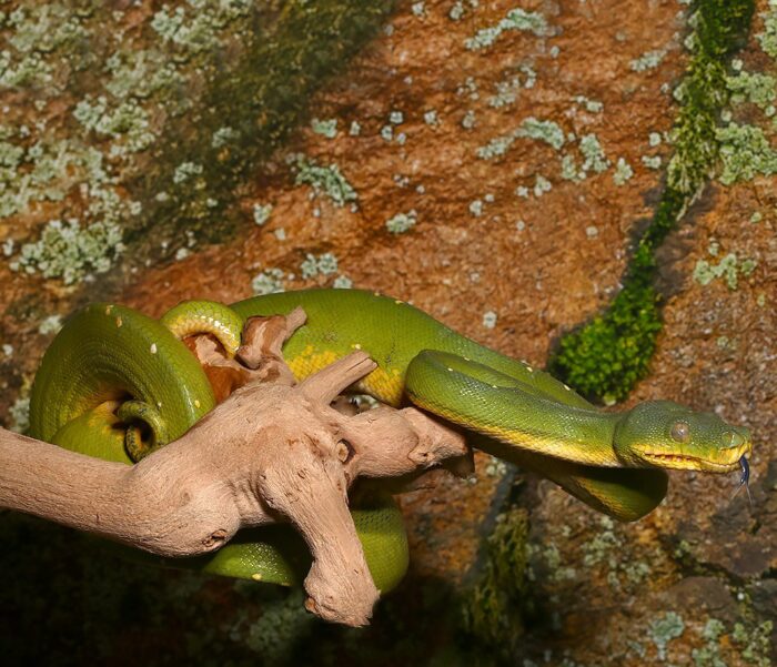 Tree Python