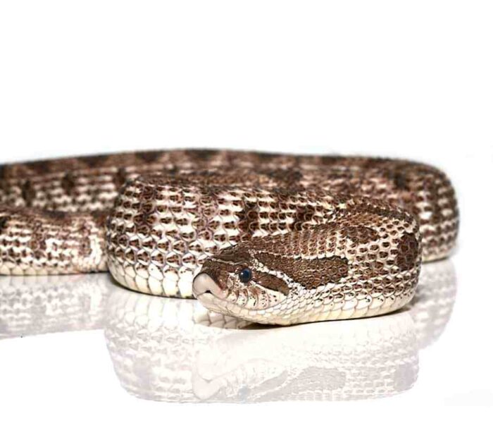 Western Hognose Snake