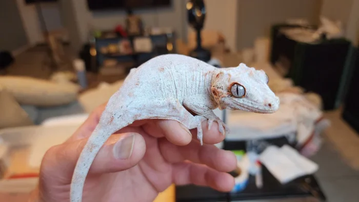 Orange Blotched/Striped Gargoyle Gecko