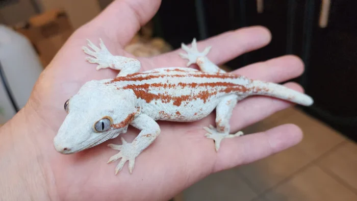 Orange Blotched/Striped Gargoyle Gecko