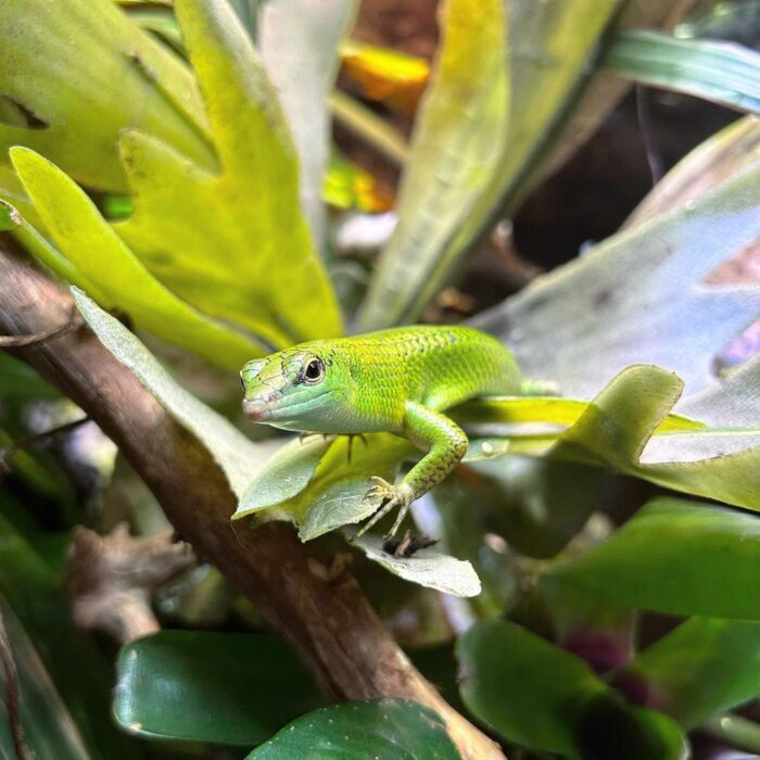 C.B. Baby Emerald Tree Skink