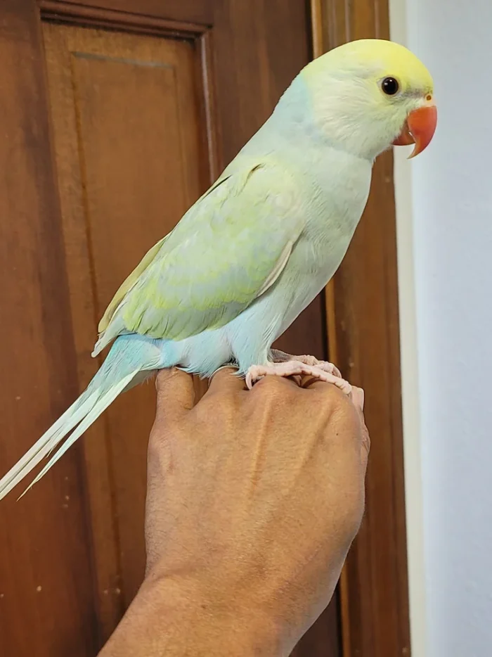 Indian Ringneck parakeet -Turquoise Lacewing -FEMALE