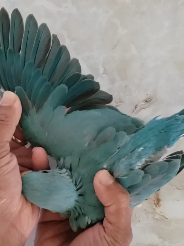 Indian Ringneck parakeet