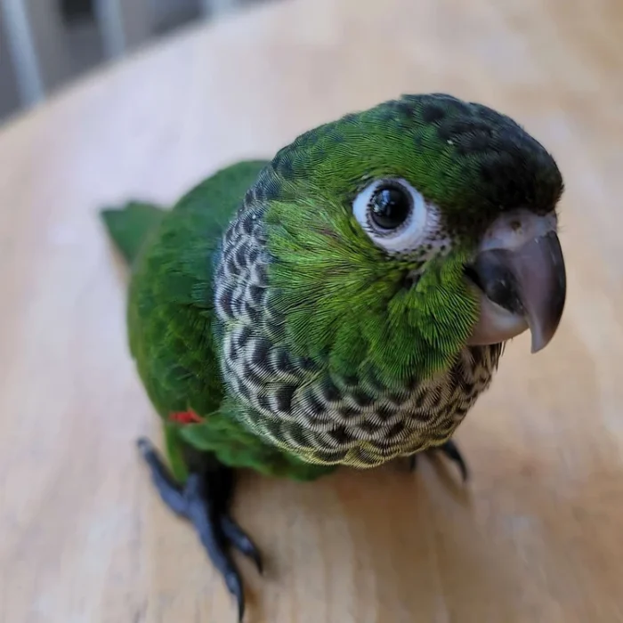 Black capped conure