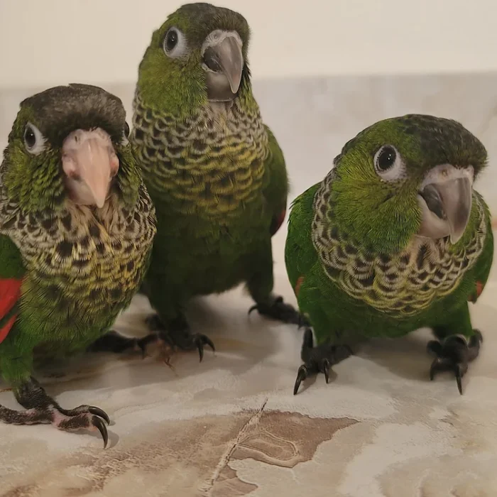 Black capped conure