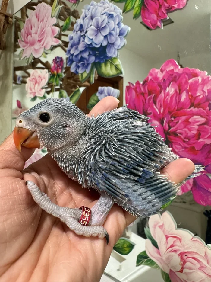 Indian Ringneck parakeet -Violet- Female