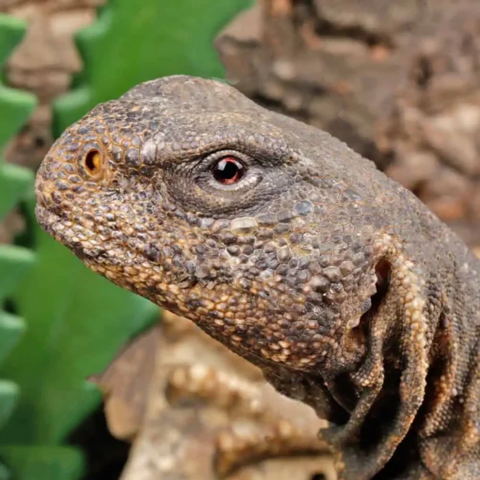 Giant Egyptian Uromastyx 22″+