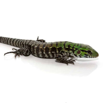 Baby Argentine Black And White Tegu (Jaguar Line)