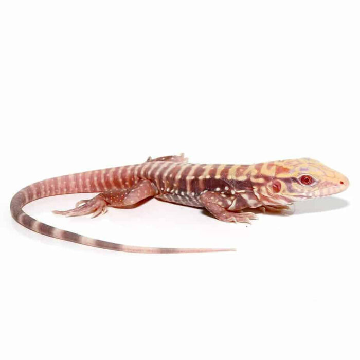 Baby Albino Cherry Ice Tegu